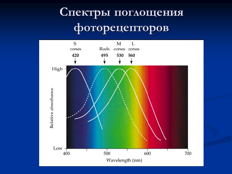 Спектры поглощения фоторецепторов